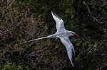 Thumbnail for Red-billed tropicbird