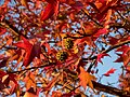 Bladeren en vruchten in de herfst