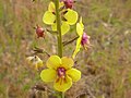 Verbascum blattaria