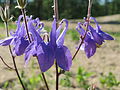 Aquilegia vulgaris