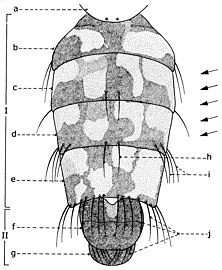 Abdomen of Sarcophaga carnaria