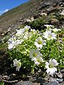 Cerastium uniflorum