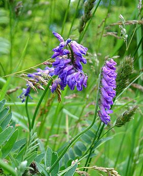 Musevikke (Vicia cracca)