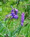 Mėlynžiedis vikis (Vicia cracca)