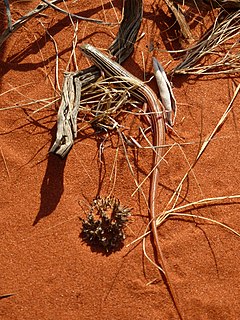 Description de l'image Ctenotus leae on Angas Downs.JPG.