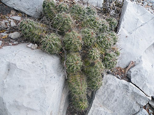 Plants growing in Nogales, Huasteca canyon, Nuevo Leon