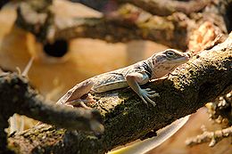 Dykumos iguana (Crotaphytus collaris)