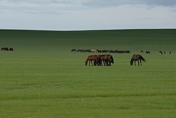 西烏珠爾ソム付近のフルンボイル草原の馬