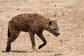 Hyène vue sur le Cratère du Ngorongoro.