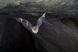 Dvärghästskonäsa, Rhinolophus hipposideros