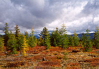 Aziatische larix (Larix gmelinii) in de regio rond de Kolyma in noordoost Siberië