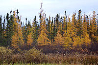 Geelkleurige Amerikaanse lariks (Larix laricina) met groenkleurige zwarte spar erachter in noordelijk Minnesota (VS)