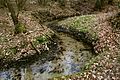 Mäandrierender Bachverlauf bei Wildenrath