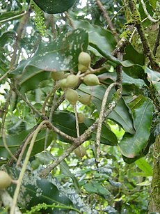 Macadamia integrifolia folioj kaj nuksoj