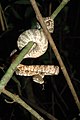 Amazon tree boa