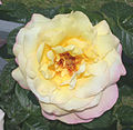 Rosa Gioia Climbing, Brady, 1950 (USA) CL HT (In Francia "M.me A.Meilland", in Germania "Gloria Dei" e negli Stati Uniti "Peace")