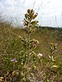 Der beim Hausberg auftretende Trauben-Gamander (Teucrium botrys) gilt in Österreich als gefährdet.[3]