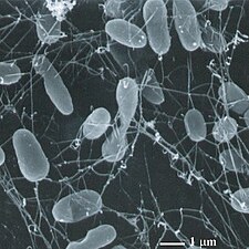 피롤로 부스 푸마리(Pyrolobus fumarii)처럼 100°C에서 생존하는 호열균(Thermophiles)