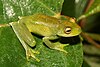 A Bocaina tree frog