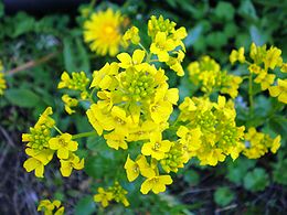 Paprastoji barborytė (Barbarea vulgaris)