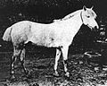 Exemple histoire du cheval Breton : photo d'un bidet du début du XXe.]]