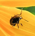 Brachypnoea puncticollis (Rose Leaf Beetle)