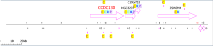 Lokus i susjedstvo gena CCSC130