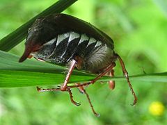 Description de l'image Cockchafer.jpg.