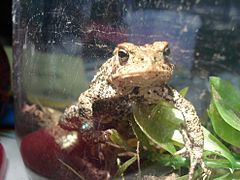 Une sorte de grenouille beige tachetée de noir et brun à la peau rugueuse, vue de face dans un terrarium