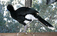 Blue-billed Curassow