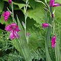 Gladiolus imbricatus.