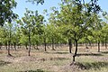 Neem tree farm