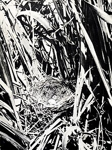 Photo of a nest in a grass tuft