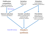 Modern synthesis (20th century)