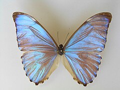 黎明閃蝶 Morpho aurora