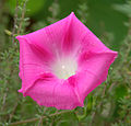 Ipomoea carnea