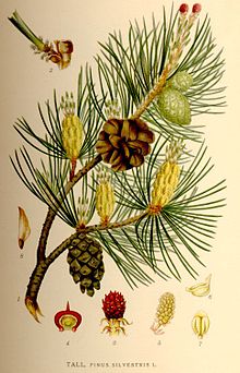 Pinus silvestris nf.jpg