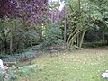 Flowering Plum, Sugar Maple, Trembling Aspen, Silver Maple and Common Horsechestnut are visible in this image of my back yard, 26/9/2007.