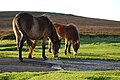 Image 16Ponies grazing on Exmoor near Brendon, North Devon (from Devon)