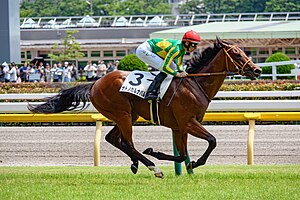 競走馬サトノカルナバル。2024年6月22日東京競馬場にて。