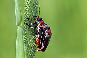 mating