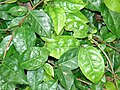 Leaves