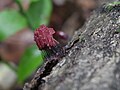 Stemonitis sp. (Conosa: Myxogastria)