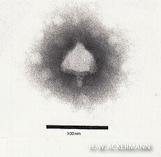 Teseptimavirus (ehem. T7likevirus) Autographiviridae