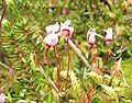 Blomster af Tranebær fra dansk højmose (Holmegaardsmosen, Næstved).