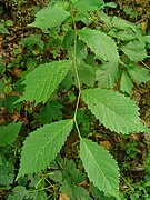 Ulmus glabra