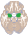 Dorsal view of the amygdalae in an average human brain