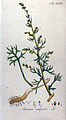 Artemisia campestris