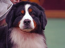 Berner sennenhond