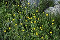 Calendula arvensis, early winter in Israel